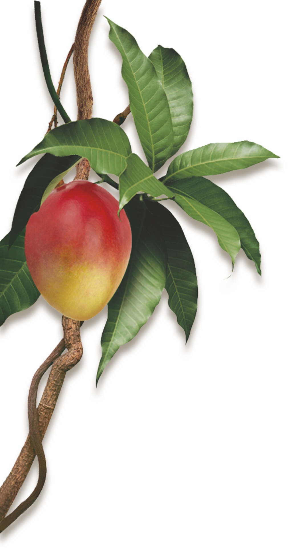 Klorane Shampoo Al Mango 100ml - 10