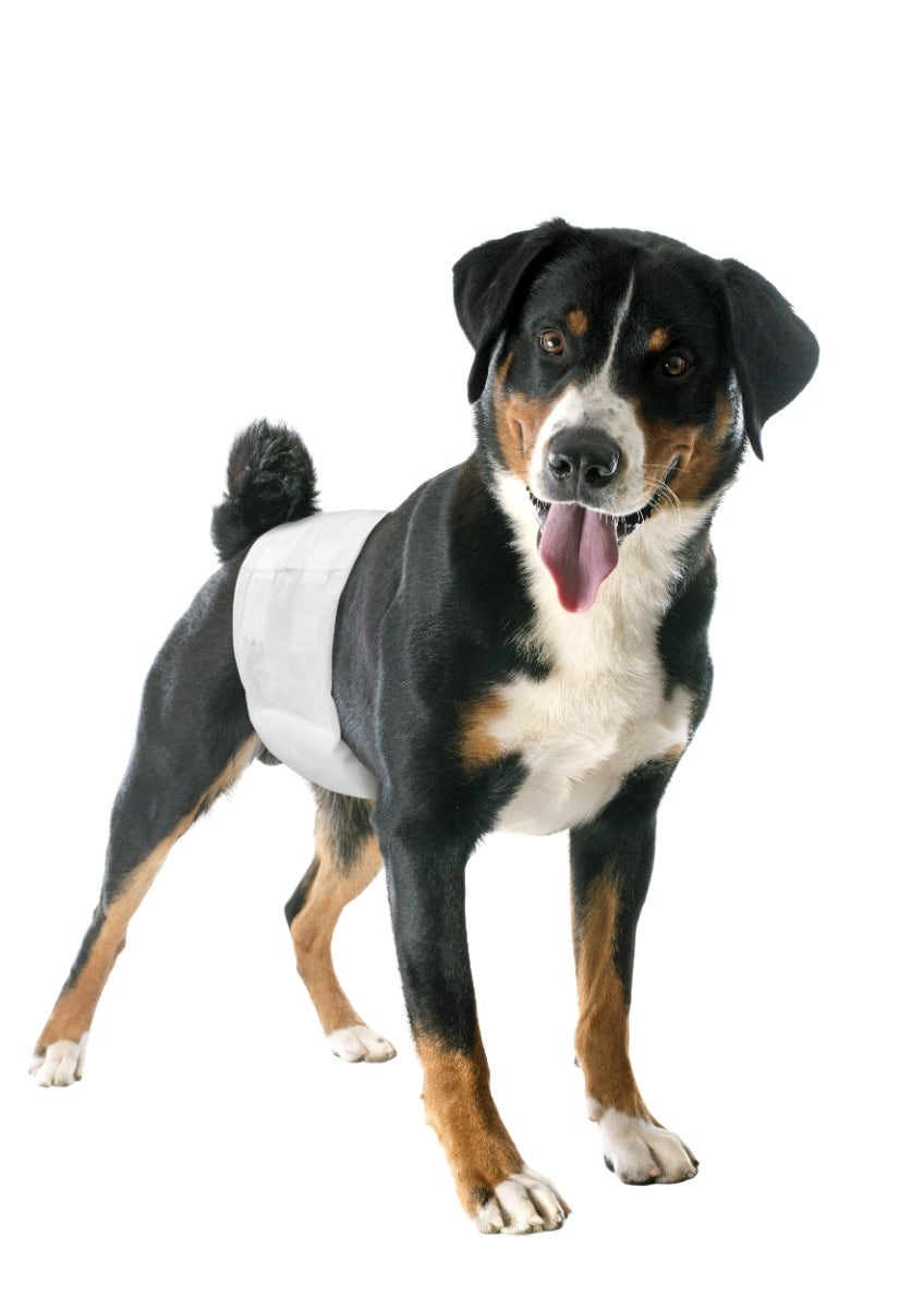 Camon Pannolini A Fascia Cani Maschi Misura 1-2