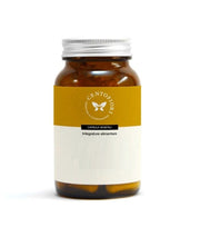 ANGELICA SINENS PLUS100CPS VEG-1