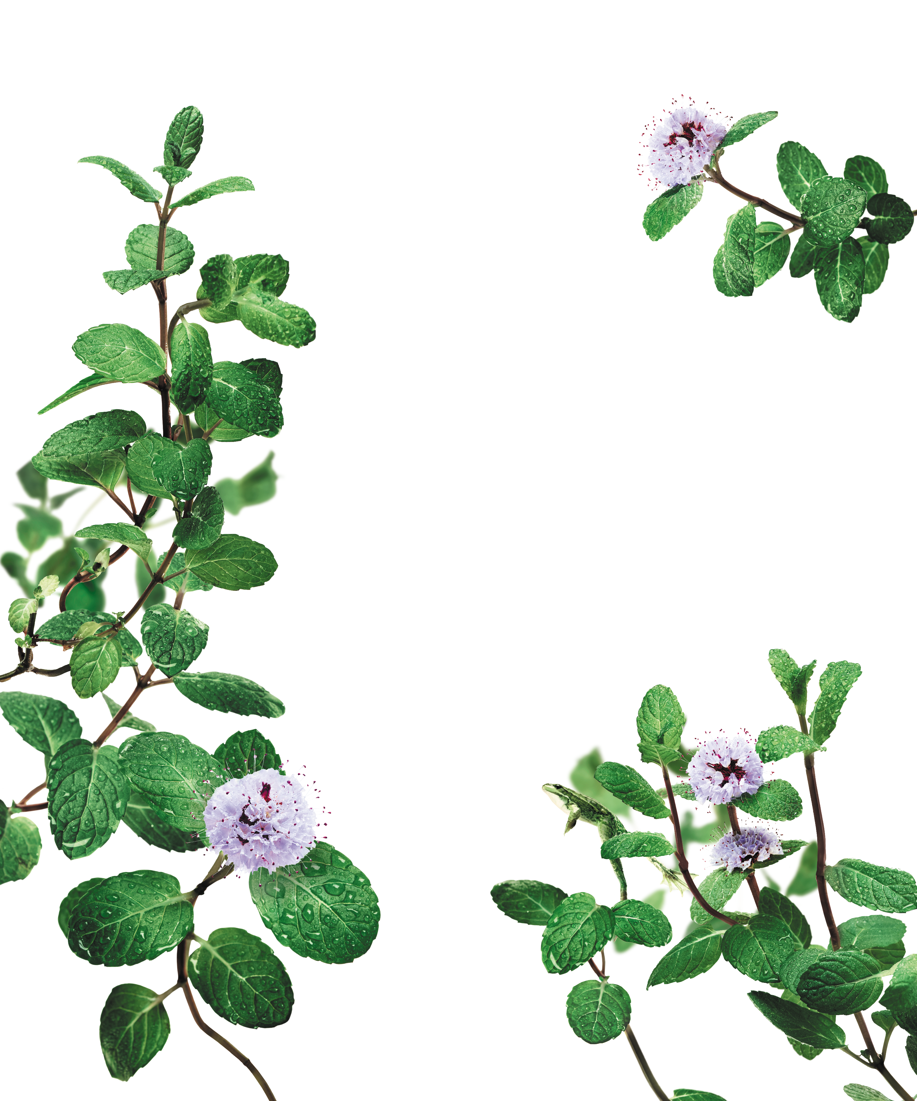 Klorane Shampoo Menta Acquatica Bio 400ml  - 4