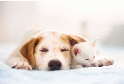 Fermenti lattici e probiotici: ecco perché sono importanti anche per cani e gatti