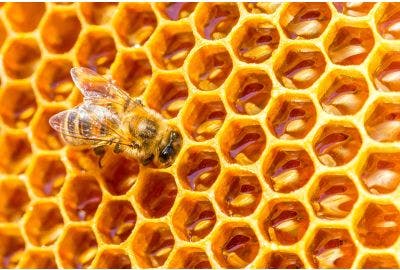 Polline, propoli e pappa reale: sai perchè ti fanno bene?
