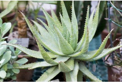 Tutti i benefici dell’aloe vera, autentico elisir di salute