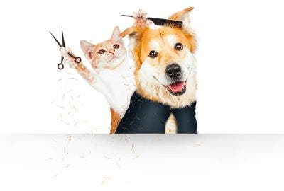 Come scegliere la spazzola giusta per il tuo animale?