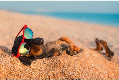 Colpo di calore nel cane e nel gatto: come proteggere i nostri animali?
