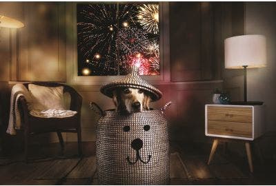 Un botto di paura! I fuochi artificiali e i nostri amici a 4 zampe.