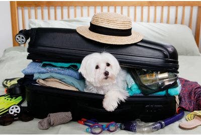 Compagni di vita, compagni di viaggio