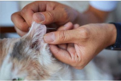 Acari del gatto: come riconoscerli ed eliminarli