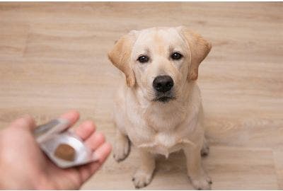 Antidolorifici per cani: come e quando usarli