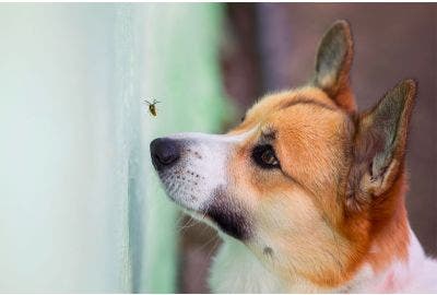 Cosa fare se il cane viene punto da un’ape?