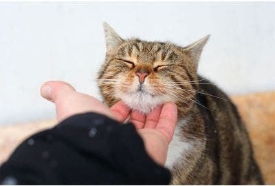 Come prendersi cura del gatto?