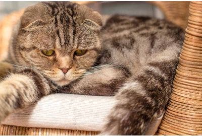 Il gatto vomita: perché e cosa fare