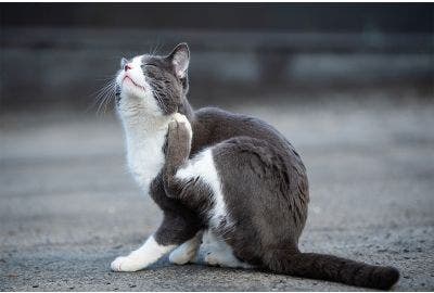 Pulci del gatto: come riconoscerle ed eliminarle