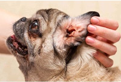 Acari nel cane: come riconoscerli ed eliminarli