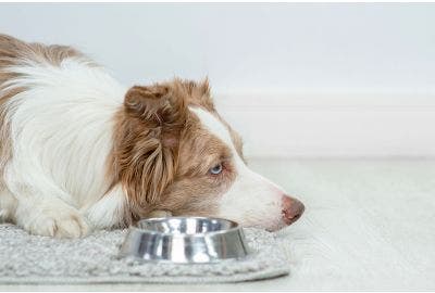 Il cane vomita: perché e cosa fare?