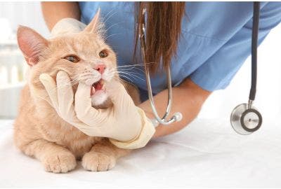 Dentizione del gatto: tempistiche, sintomi e cure
