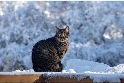 Temperatura del gatto: cosa sapere