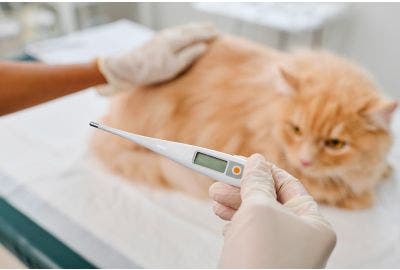 Gatto con febbre: sintomi e cure
