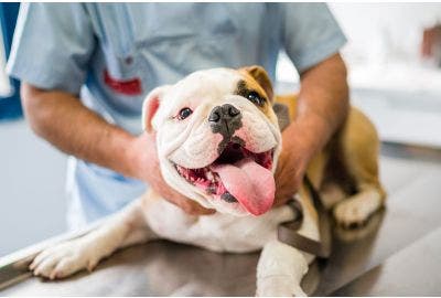 Vermi nei cani: come riconoscerli ed eliminarli