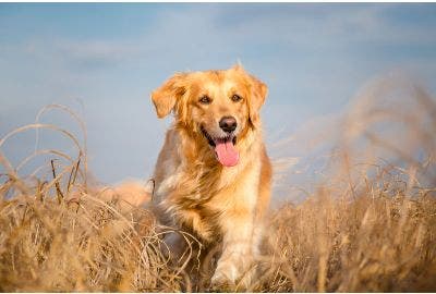 Respiro affannoso del cane: 3 consigli