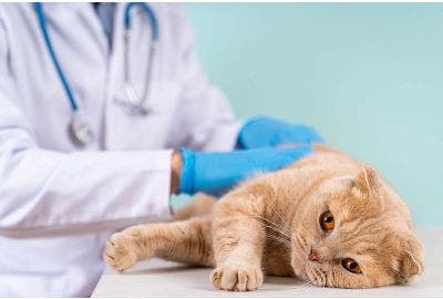 Vermi nei gatti: come riconoscerli ed eliminarli
