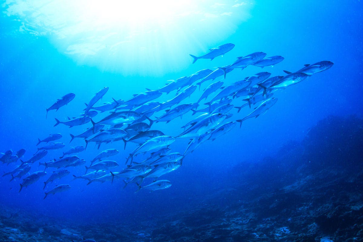 Omega 3, perle di benessere