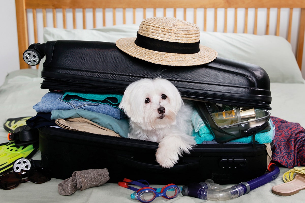 Compagni di vita, compagni di viaggio