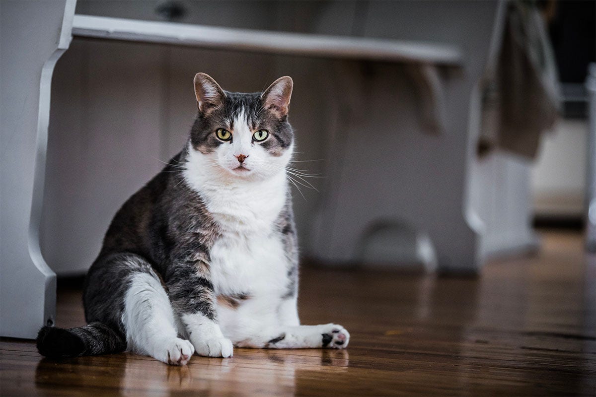 Gatto obeso o in sovrappeso: 3 consigli