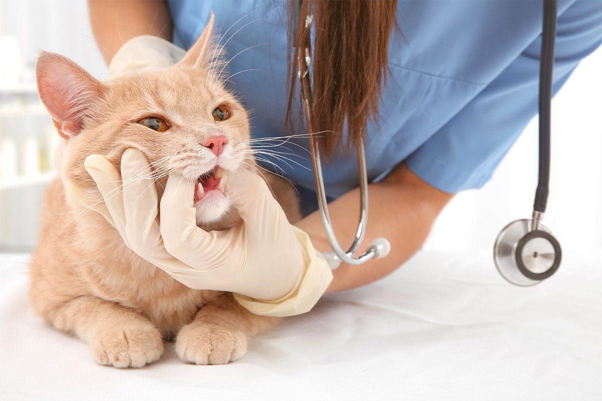 Dentizione del gatto: tempistiche, sintomi e cure