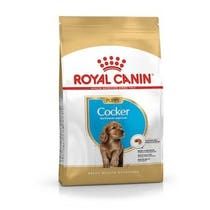 BHN COCKER PUPPY 3KG-2