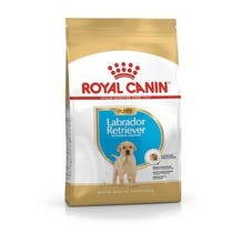 BREED HN LABRADOR PUPPY 3KG-2